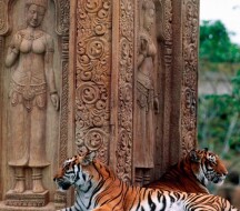 india tiger